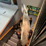 Crocodile being moved down the stairs